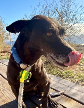 Sissy (ELOISE) Imagen 1